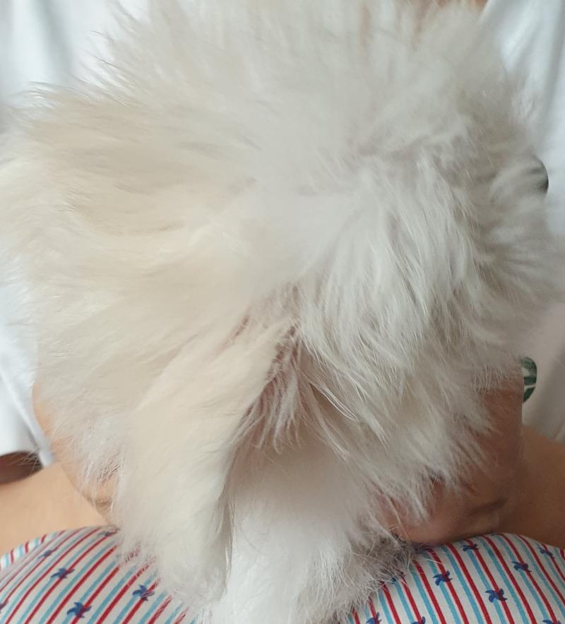 이케 애가 막 달려와서 안기는데 귀가 토끼처럼 뒤로 땡기는거?? 젖히는거?? 이거는 왜 그런거야??