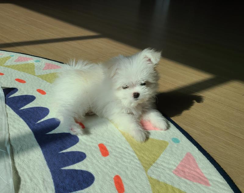 그동안 찍은 사진🐶🐶