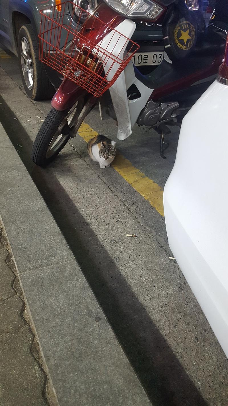 >>870 헉 아이고.. 미안해..!! 내가 어제 너무 귀여워서 쭈구리고 보고 있던 냥이 사진 올려줄게!! 눈이 정말 이쁜 아이야!! 사진엔 잘