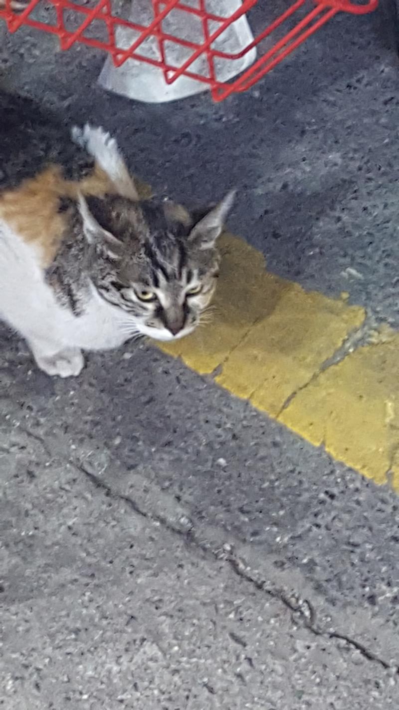 >>870 헉 아이고.. 미안해..!! 내가 어제 너무 귀여워서 쭈구리고 보고 있던 냥이 사진 올려줄게!! 눈이 정말 이쁜 아이야!! 사진엔 잘