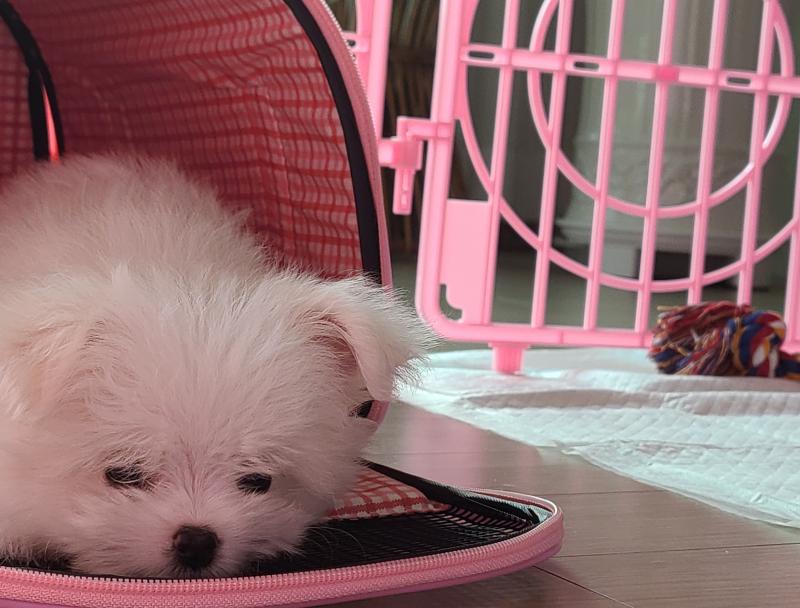 그동안 찍은 사진🐶🐶