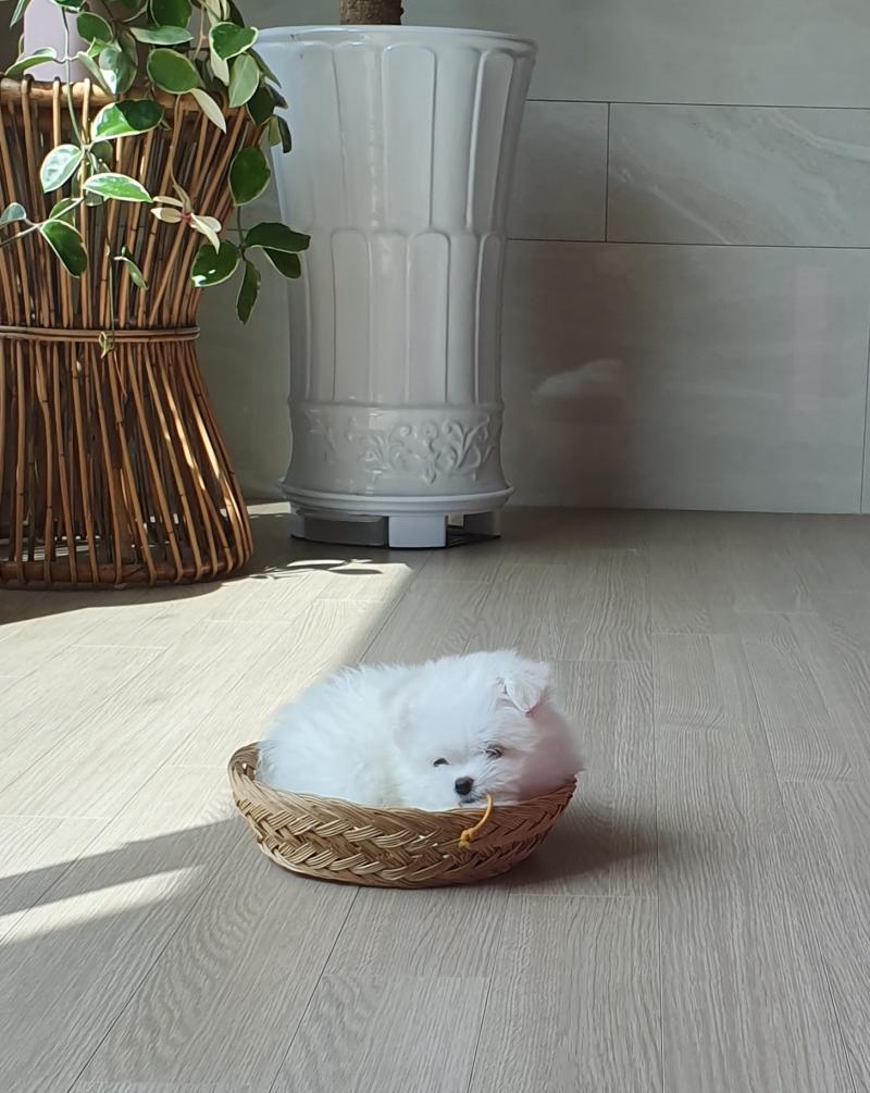 그동안 찍은 사진🐶🐶