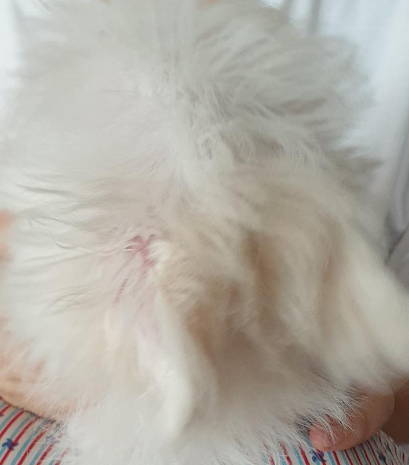 이케 애가 막 달려와서 안기는데 귀가 토끼처럼 뒤로 땡기는거?? 젖히는거?? 이거는 왜 그런거야??