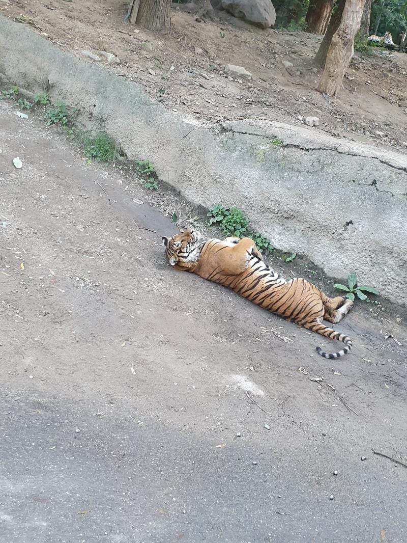 호랑이 비슷해보이는 사진도 전부?