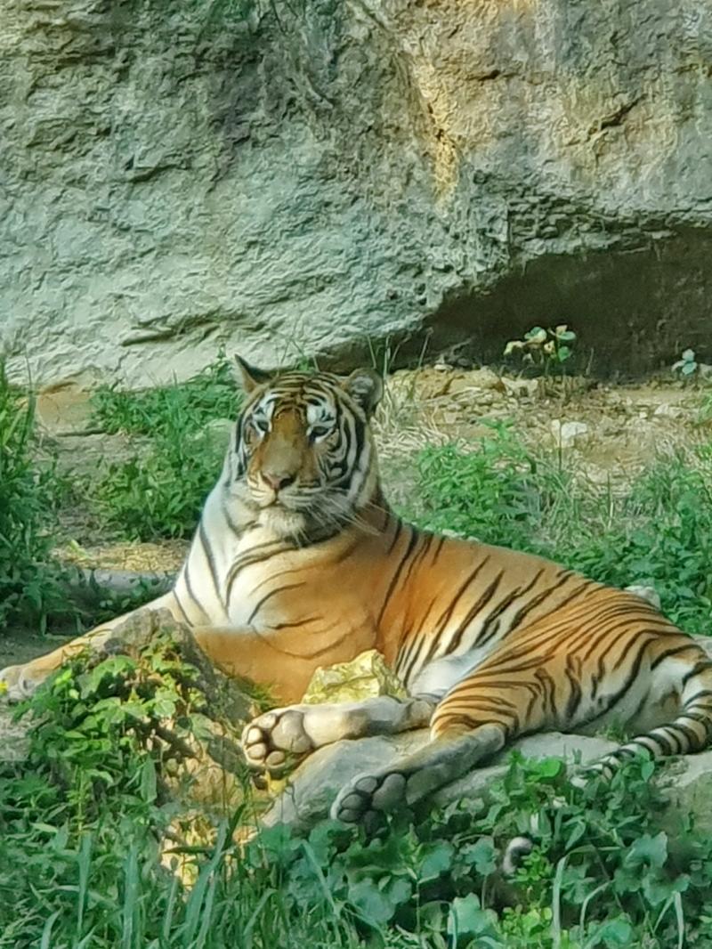 애엄마된 호랭이 ㅋ