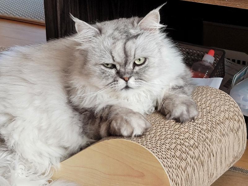 둘다 3살때 까지 아는 언니가 야들 부모냥이 형제들 까지 다 같이 돌보다가 나랑 인연 되서 살게됨