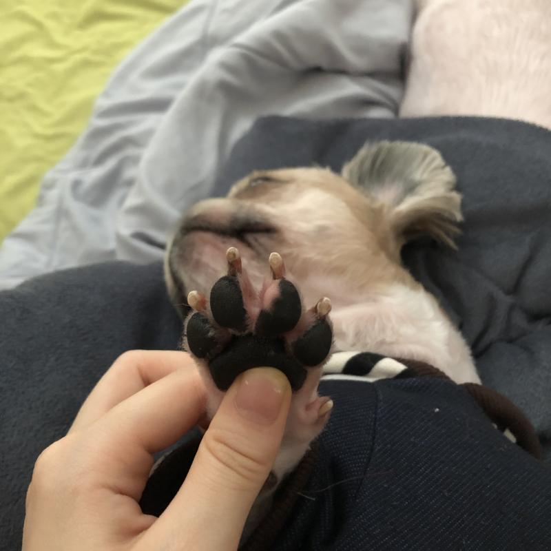 곰 발바닥...!!!