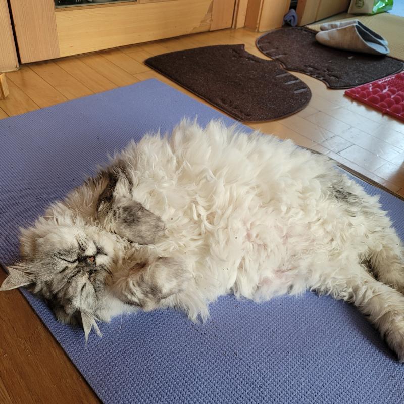 고양이 키운 사람폰이 털려도 안전한데 이유1