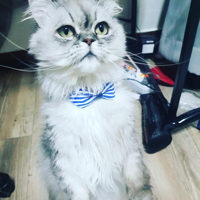 둘다 3살때 까지 아는 언니가 야들 부모냥이 형제들 까지 다 같이 돌보다가 나랑 인연 되서 살게됨