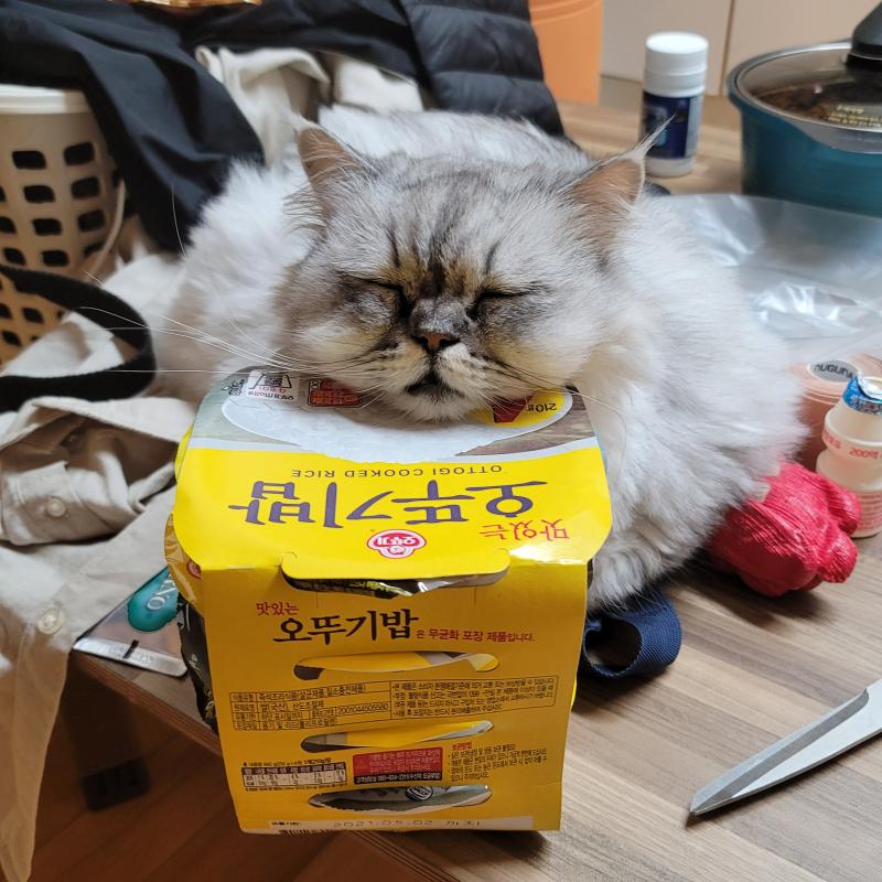 쵸피랑 도도라고하고