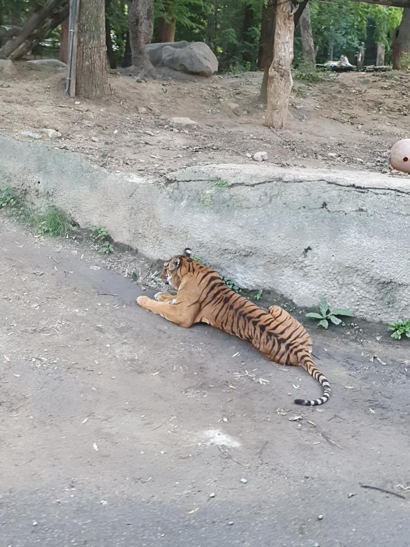애엄마된 호랭이 ㅋ