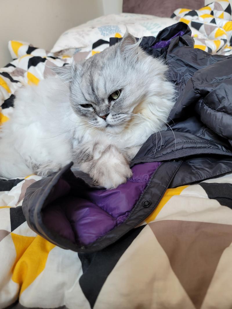 고양이 키운 사람폰이 털려도 안전한데 이유1
