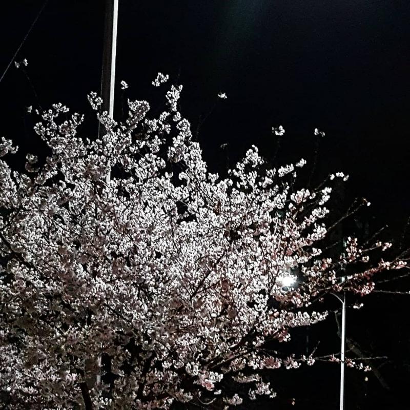 벚꽃