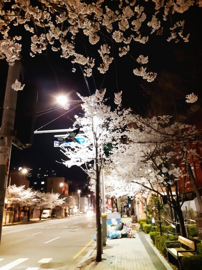 뭐야뭐야 다들 꽃사진 올리니까 나도 화요일에 찍은 사진 올릴래 그리고 꽃사진은 아니지만 수요일에 만난 귀여운 청설모 사진도 올려봐
