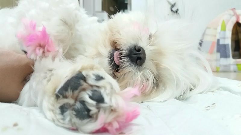 우리집 댕이ㅣㅣ이