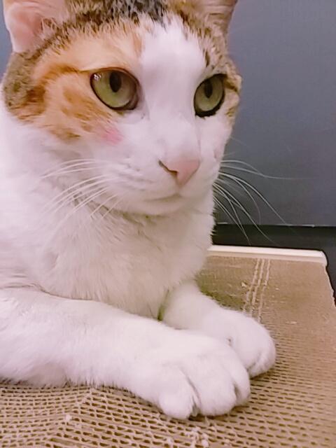 우리 학원 고양이얌