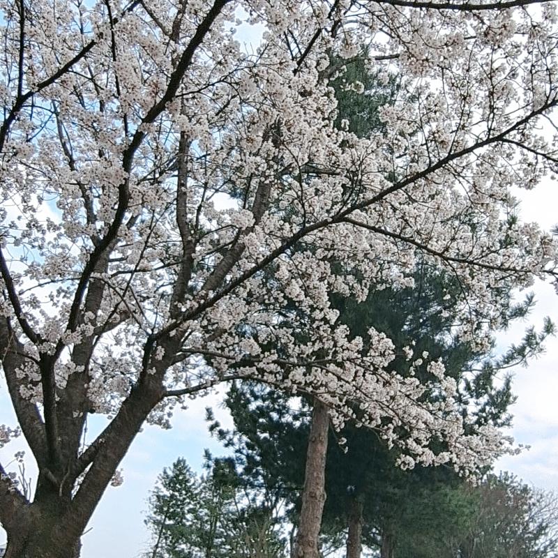 안녕 레주 널널할때 부탁할게! 그 친구가 나를 좋아할지 봐줘. 벚꽃!