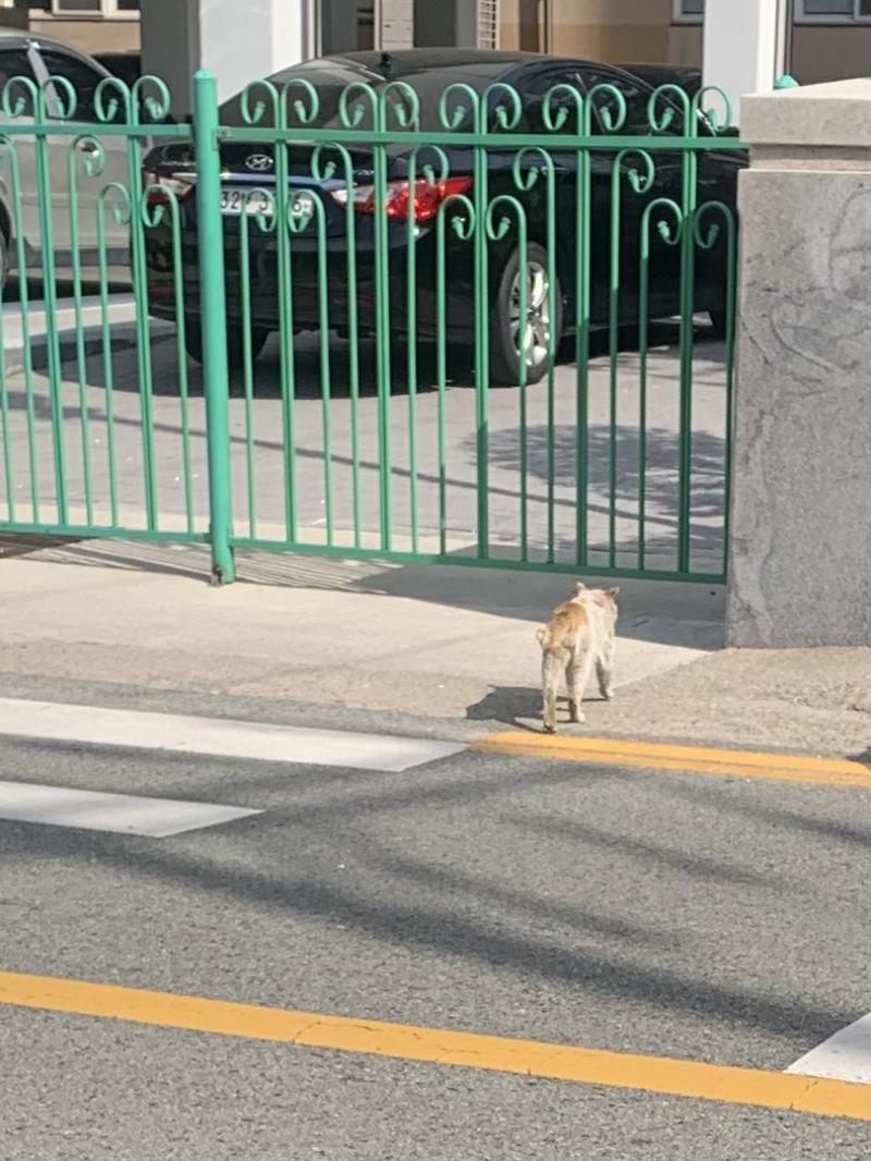 레주 안녕! 사진은 횡단보도 건너는 길고양이랑 벚꽃이야 이런거 처음 남겨봐서 질문이 횡설수설할 수 있을거 같아ㅠㅠ 이해바랄게..! 지금은 고3인