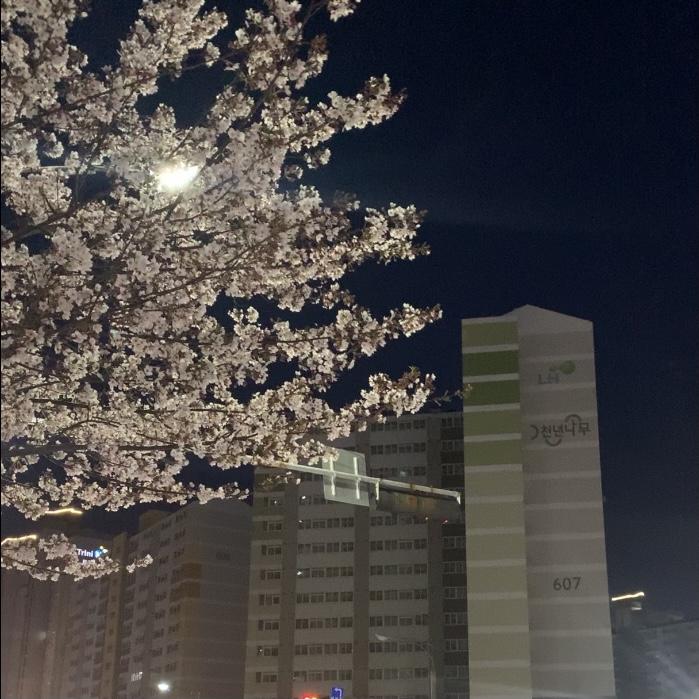레주 안녕! 사진은 횡단보도 건너는 길고양이랑 벚꽃이야 이런거 처음 남겨봐서 질문이 횡설수설할 수 있을거 같아ㅠㅠ 이해바랄게..! 지금은 고3인