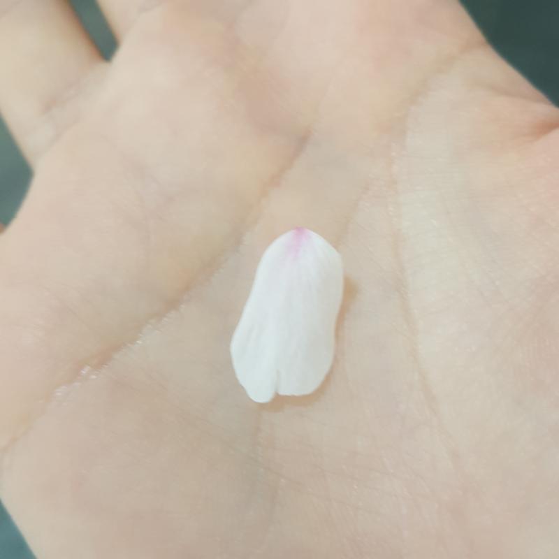 벚꽃잎 잡았다 ㅎ.ㅎ