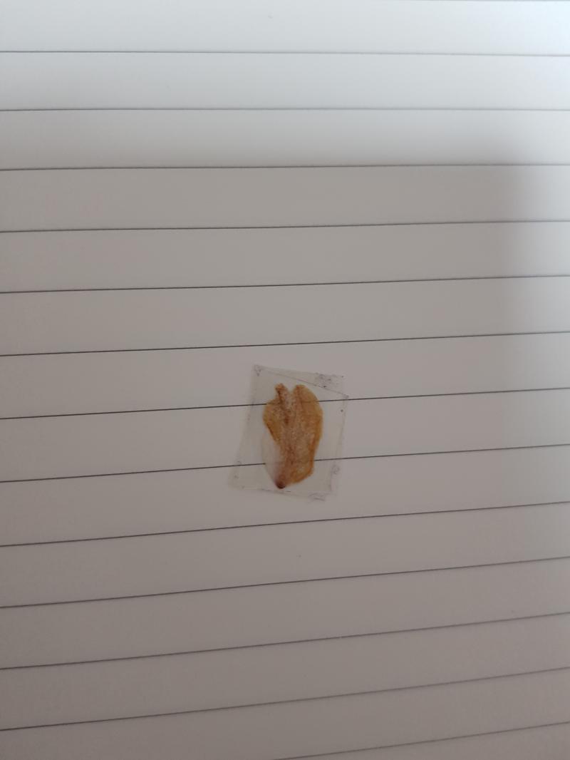 얼마전에 생에 첫 벚꽃 잡은거 학교에서 잡은거라 주머니에 넣어놓고 오자마가 코팅한건데도 시들시들 ㅋㅋㅋㅋ 안다듬어서 더럽긴 하지만 성적 잘 나오