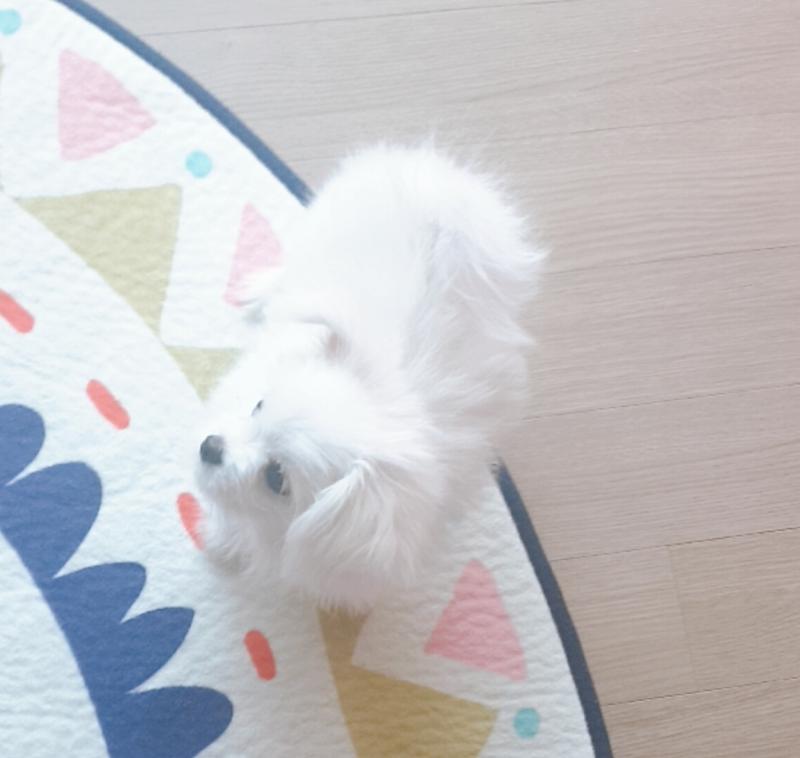 이건 털 자른 사진...