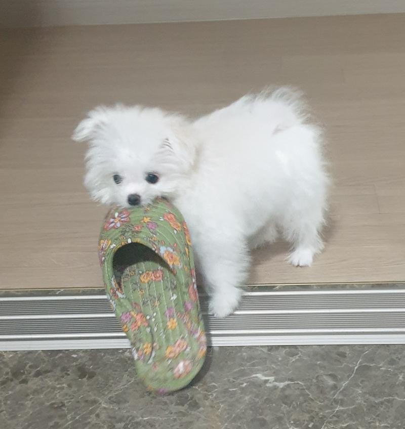 안뇽 오랜만이당 엄청 많이 컸어 저번에 당근 먹구 털 물들어서 턱 밑에 털 잘랐어ㅜㅜ 근데 집에서 셀프로 해가지고 삐쭉빼쭉 엉망이야 애가 날렵해