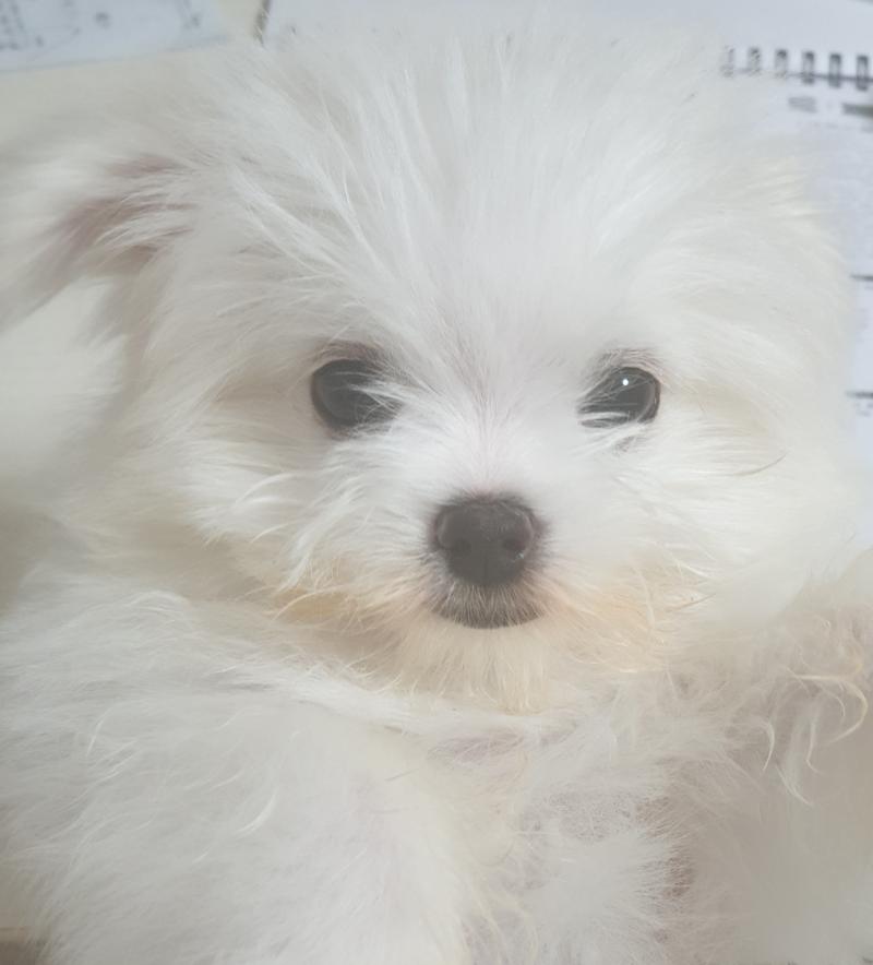 안뇽 오랜만이당 엄청 많이 컸어 저번에 당근 먹구 털 물들어서 턱 밑에 털 잘랐어ㅜㅜ 근데 집에서 셀프로 해가지고 삐쭉빼쭉 엉망이야 애가 날렵해