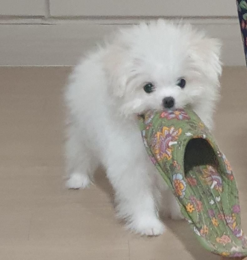 안뇽 오랜만이당 엄청 많이 컸어 저번에 당근 먹구 털 물들어서 턱 밑에 털 잘랐어ㅜㅜ 근데 집에서 셀프로 해가지고 삐쭉빼쭉 엉망이야 애가 날렵해