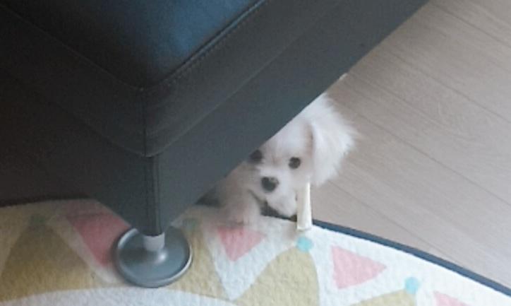 이건 털 자른 사진...