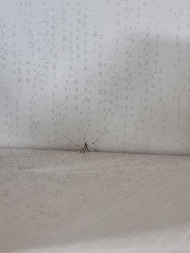 나의 룸메를 소개합니다♡ 언제부터 있었는지 모르는 몇 달 된 벌레 사체♡