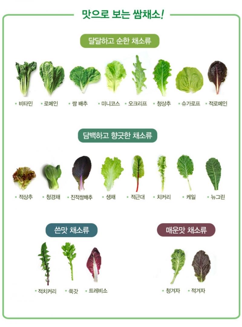 일단 아삭한게 좋다하면 !!-> 청로메인/ 생채/코스타마리/치커리 느낀한거 내릴용도!- 씀바귀/신선초/어수리/갓/청겨자/샐러리 (호불호성 채소 