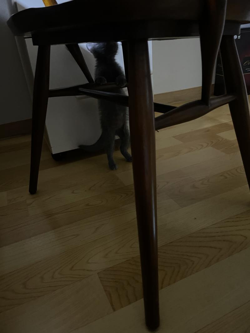 이제 내 화장대 의자에 관심을 갖기 시작함... 기어이 다 뺏는거임ㅜㅜ 누나 이제 거지야 땅에서 공부해야해ㅜㅜㅜㅜ