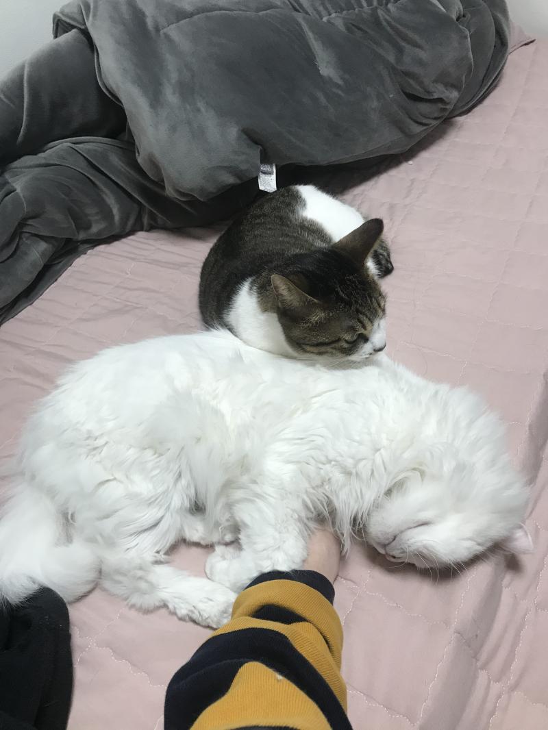 >>4 엉 초초랑 미세야