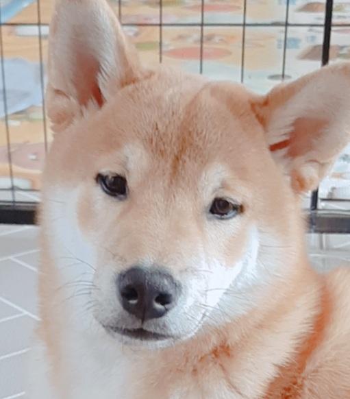 바보온달
