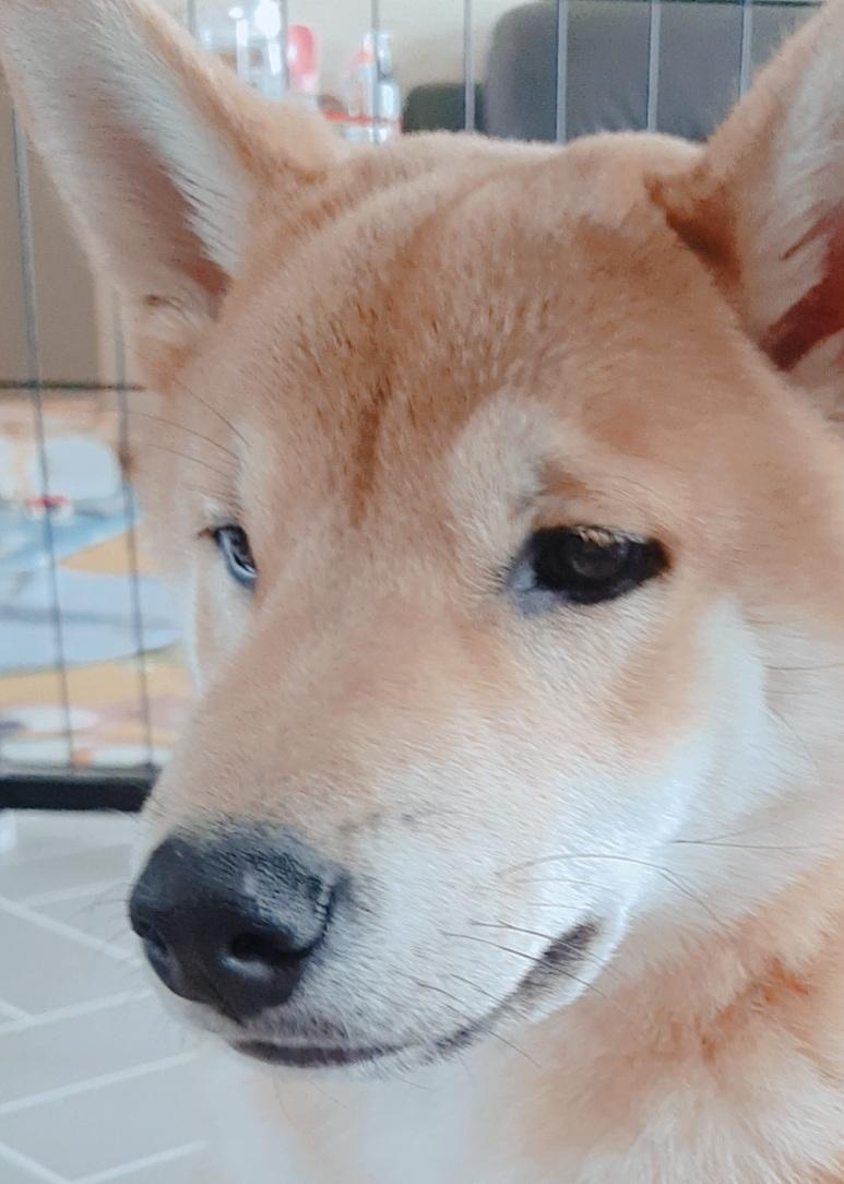 바보온달