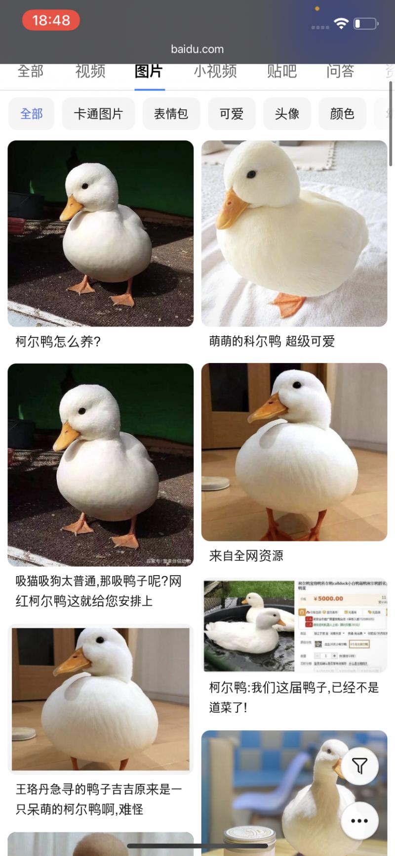 >>3 너는 이 오리가 하늘을 날수 있다고 생각하는거야?