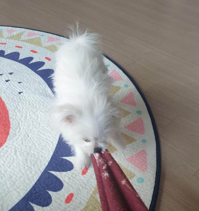 오랜만!! 이제산책도나간다 우리갱얼해피갱얼