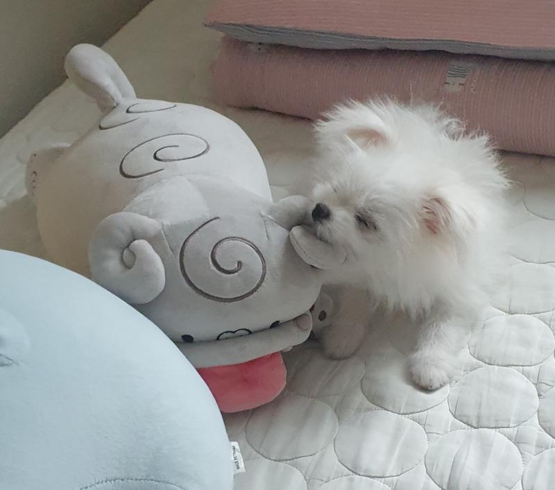 오랜만!! 이제산책도나간다 우리갱얼해피갱얼