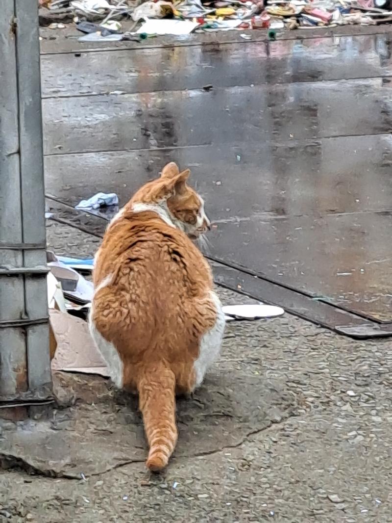 >>16 여긴 겨울이면 청둥오리랑 까치랑 비둘기랑 같이 밥먹는 것도 볼 수 있어 짱이지? 고앵이두 많어 담에 함 놀러와잉