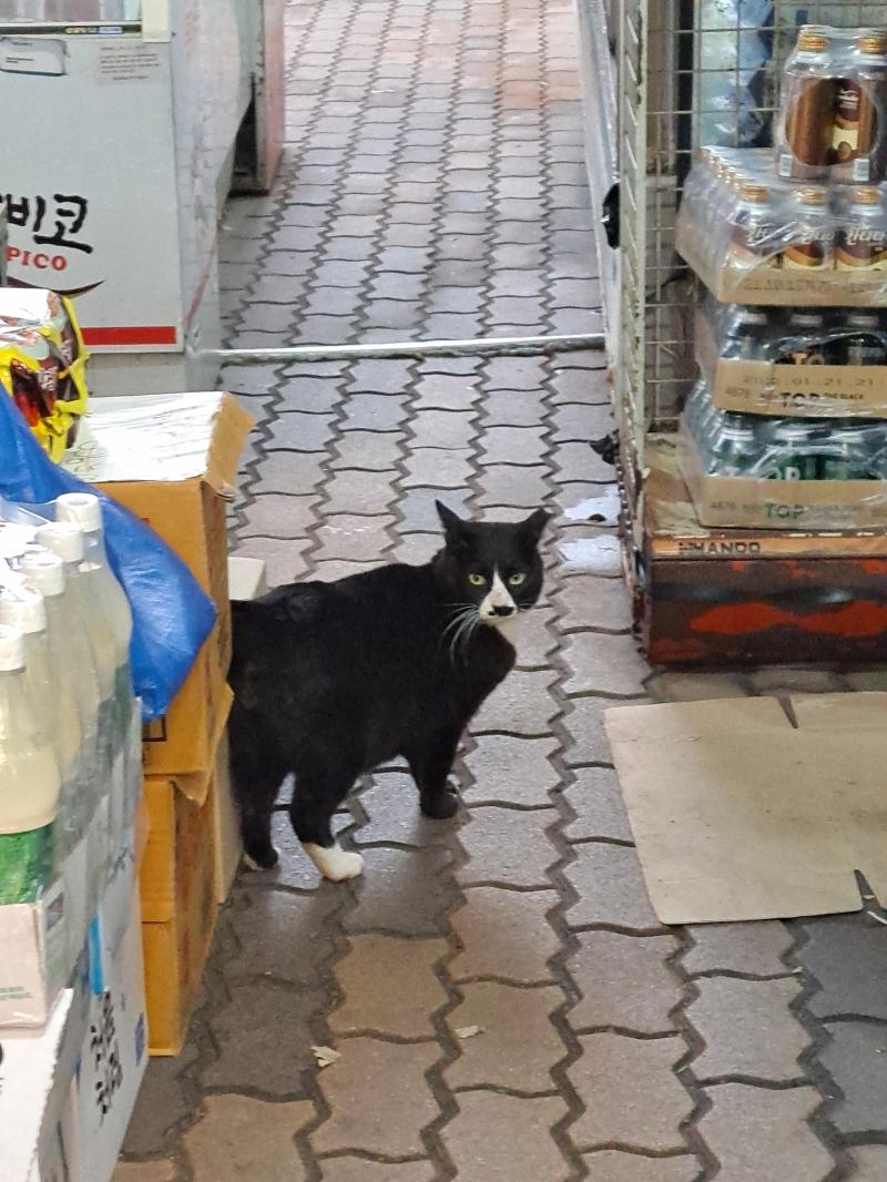 안산은 냥냥이가 많아!