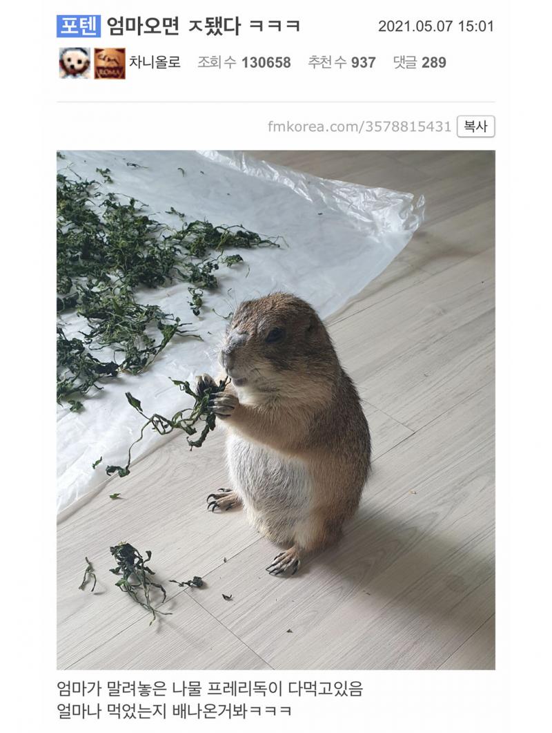 n달만에 돌아온 스레주! 하지만 스레가 잘 돌아가는 것을 보고 기겁을 하는데... 개뿌듯하구먼유!