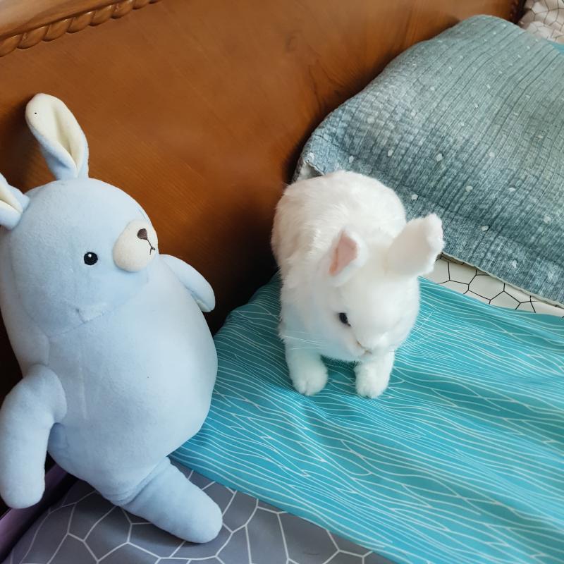 스물 아홉인데 침대에 토끼인형만 두개임.