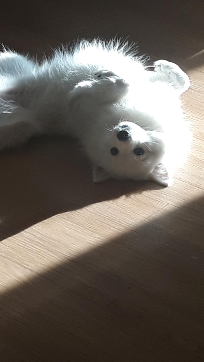 온 안면근육으로 화내는 강아지 근황
