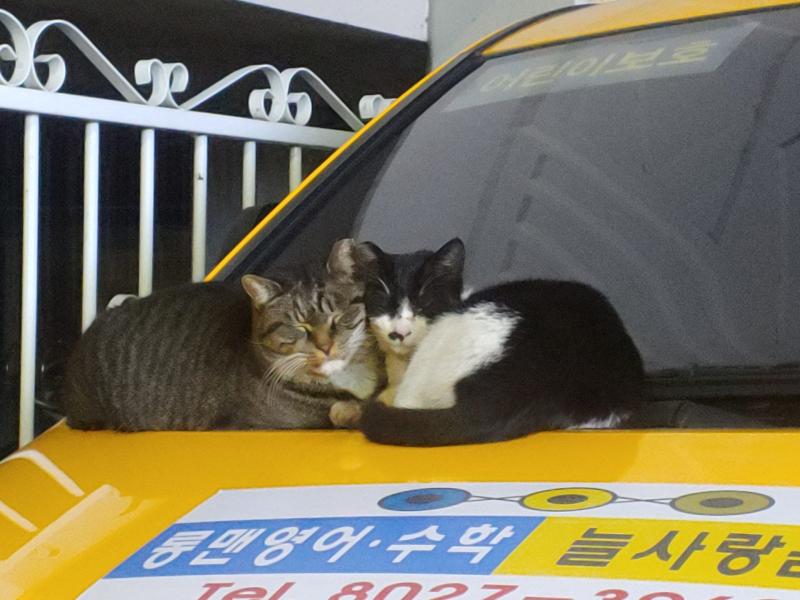 >>17 헐 진짜 귀엽다♥♥ 키우는 고양이야?