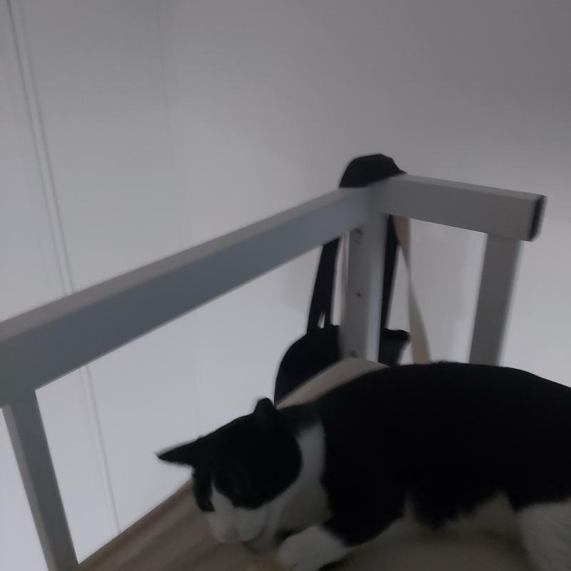 주인님께 희생단한 간지뽀대 삼단 모기체