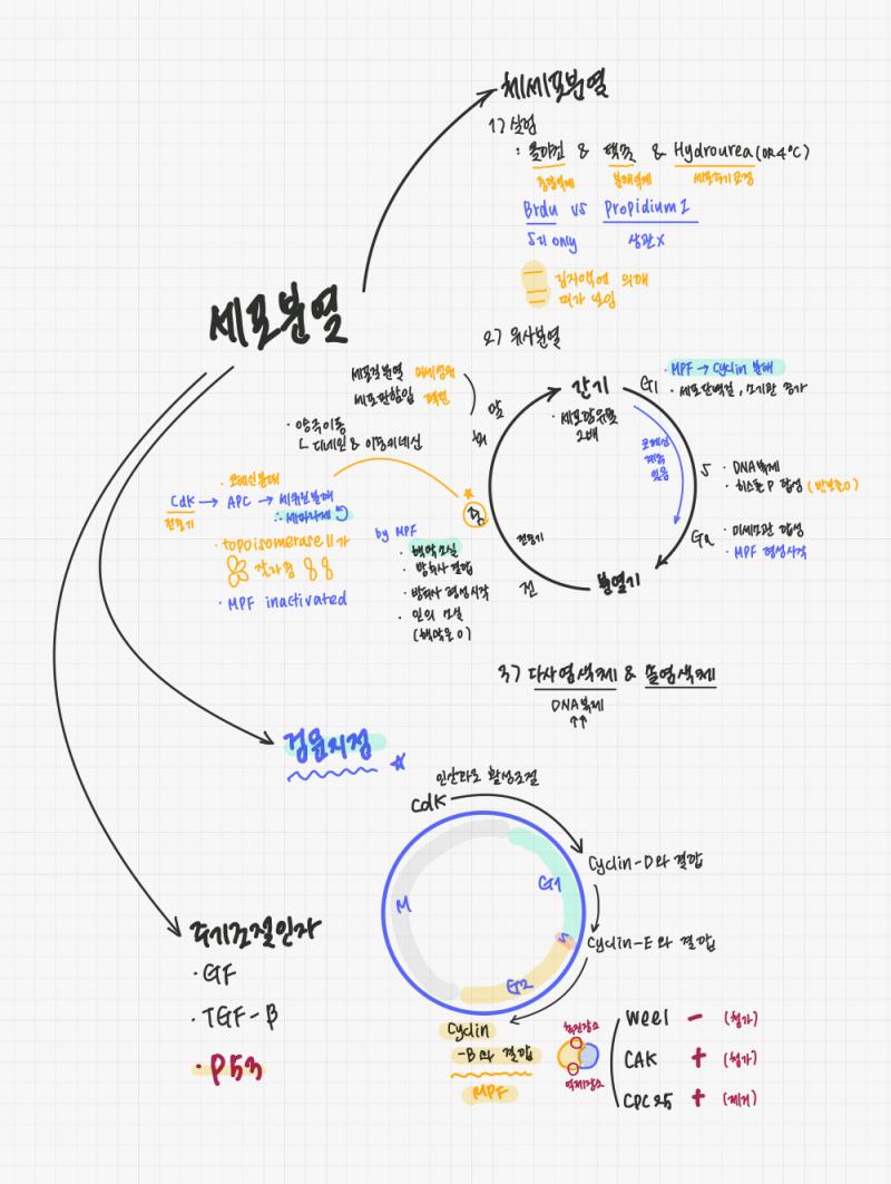 세포분열하다보니 떠오른 생각이었어.