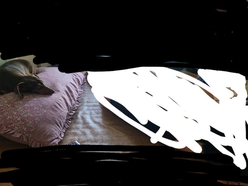 이거 집배경 나올거 같아서 가린건데 저 흰색 물체가 울 엄마거든?그리고 보라색 베개 위에있는 생명체는 보시다시피 울집 강아지고...이거 뭔가 잘