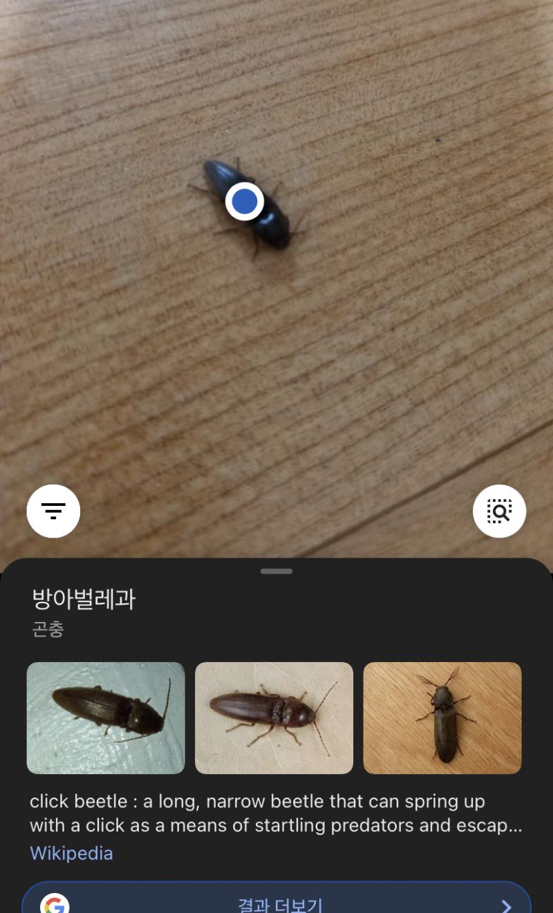 방아 벌레과 라고 나오는데 바퀴는 아닌거 같… 기도 하고..!?