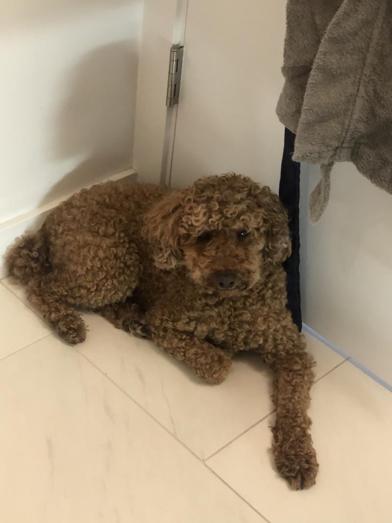 샤워 하기 전: 근심걱정가득꼬순내철철아내가진짜목욕을한단말인가 빗물샤워 하는 중(애가 물 바로 닿으면 많이 아파?하더라고 그래서 빗물샤워 시키는데